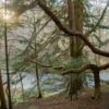 Forest tree snag